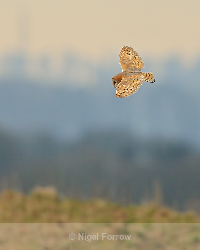 Barn Owl hunting, Hawling, Gloucestershire - Barn Owl