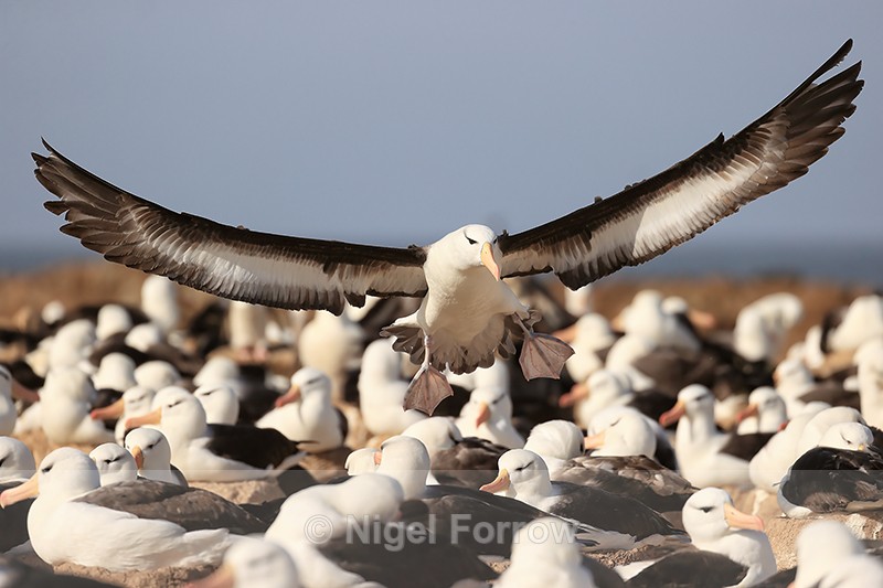 Black-browed Albatross lands at colony, Steeple Jason, Falklands - Black-browed Albatross