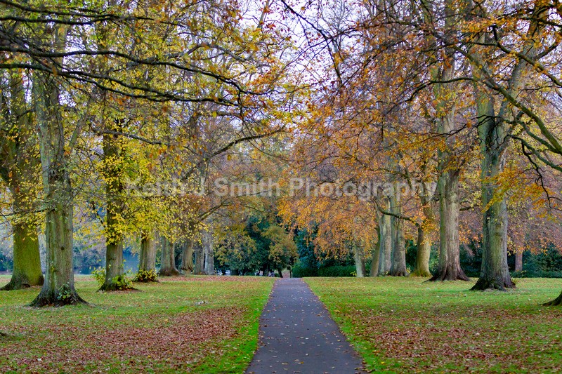 2KJS0617 - Trees in Abington Park