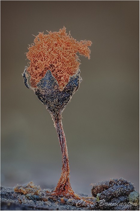 Myxomycete Sporangia sporulating - Other nature