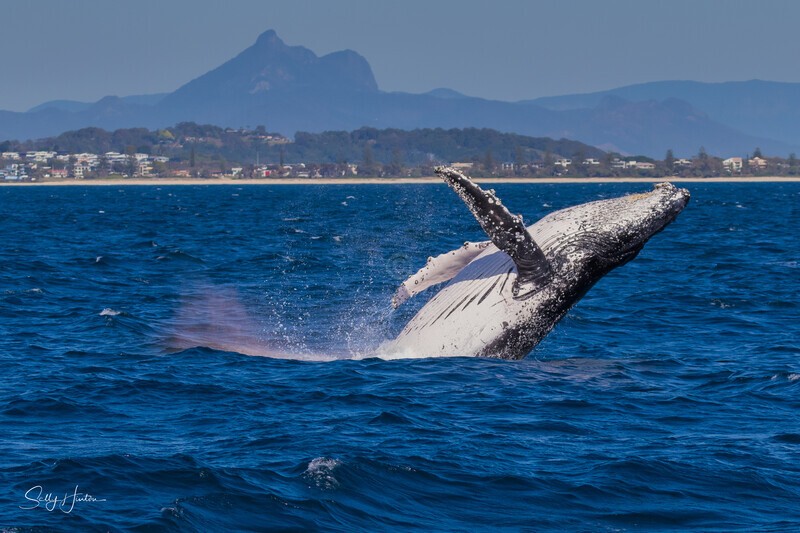 0A3A5602. Breach with Mt Warning 2 - 2023 Whale Photos