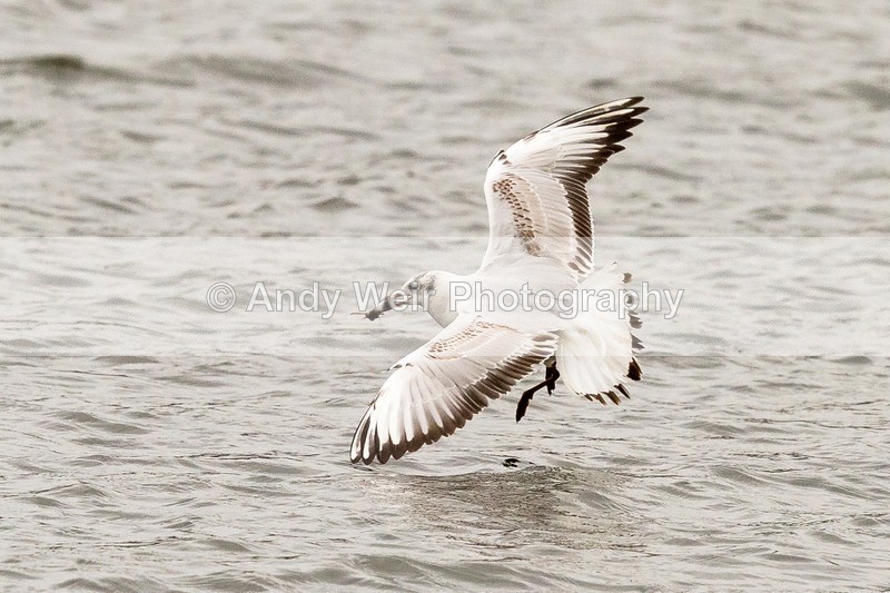 20170220-8E0A3574 - Gulls