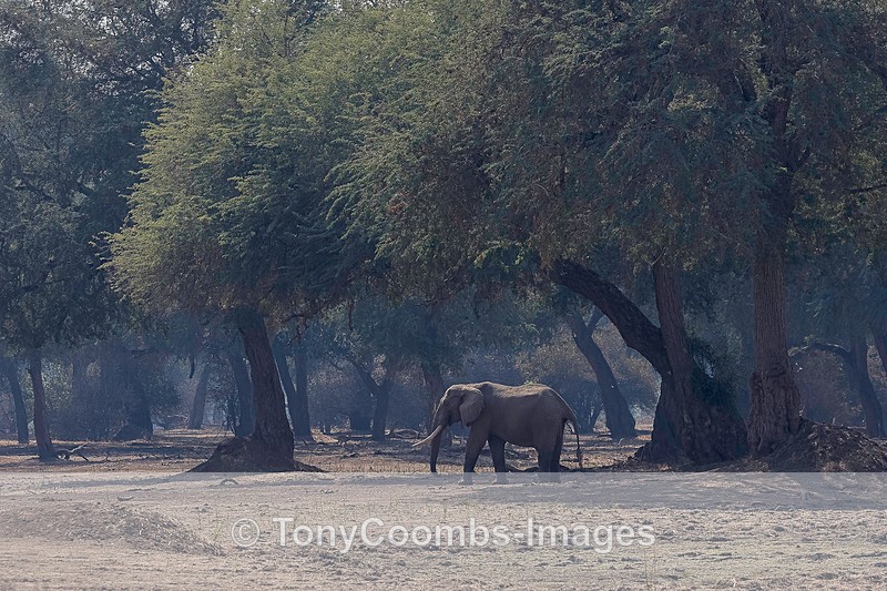 Elephant in the blue Light of Mana Pools - Mana Pools ~ The Mammals