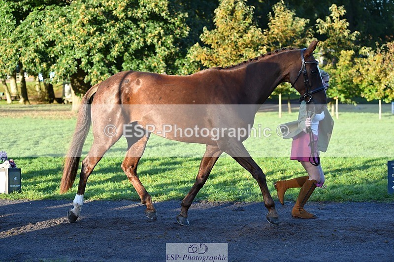 231022-085206-21411 - 654-BERNARD.BLACK-Darci.Barron-TrotUp+SJ