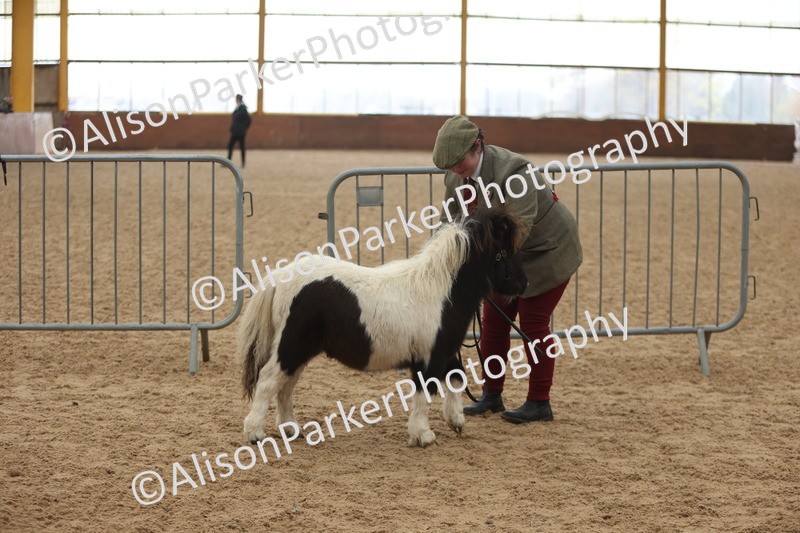 20251109-0172 - Class 9 - Foals