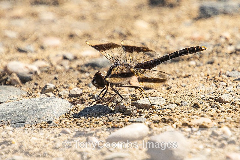 Banded Groundling - Spain  2016