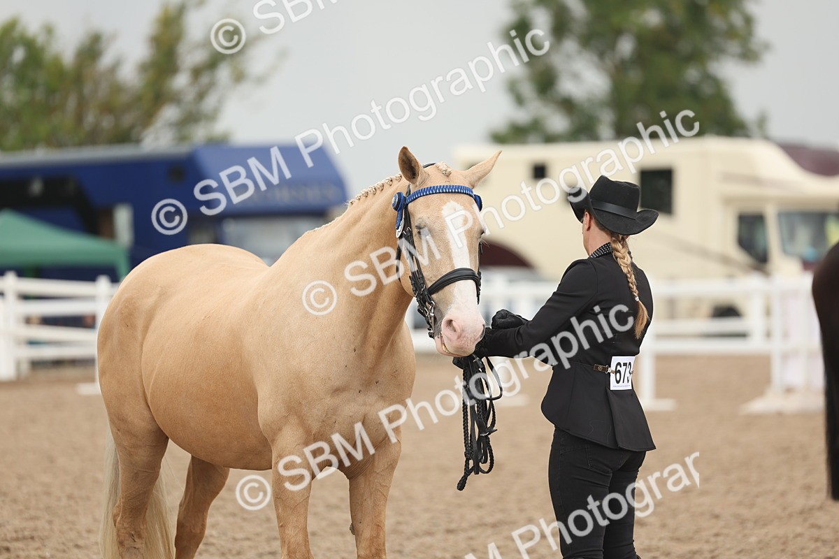 SBM_07642 - Class 26 - IH Foreign Breeds - Part Bred
