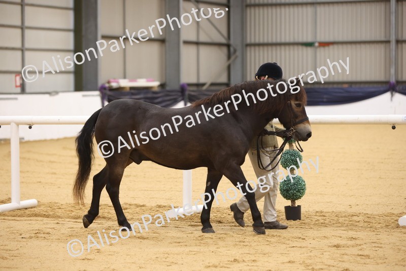 20260913-1093 - Class 110 - Bred In Other In Hand