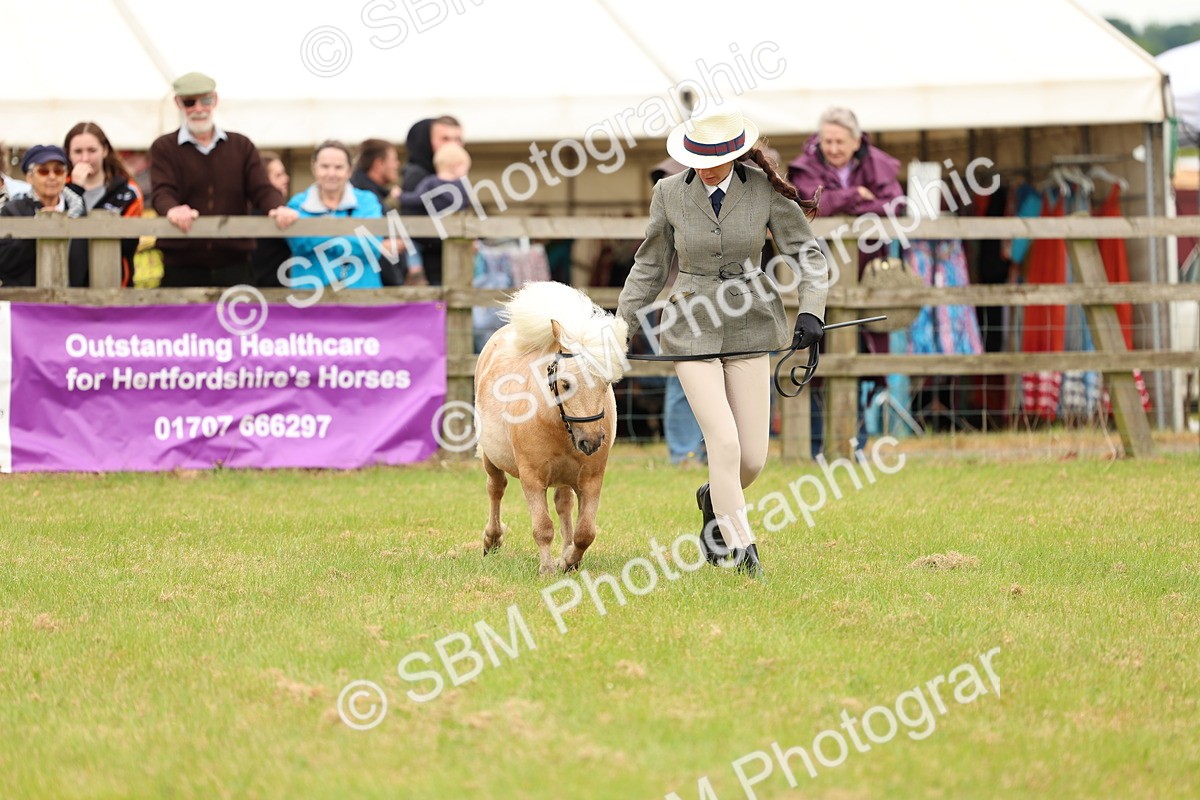 SBM_04453 - Class 64-67 - Shetland Pony In Hand