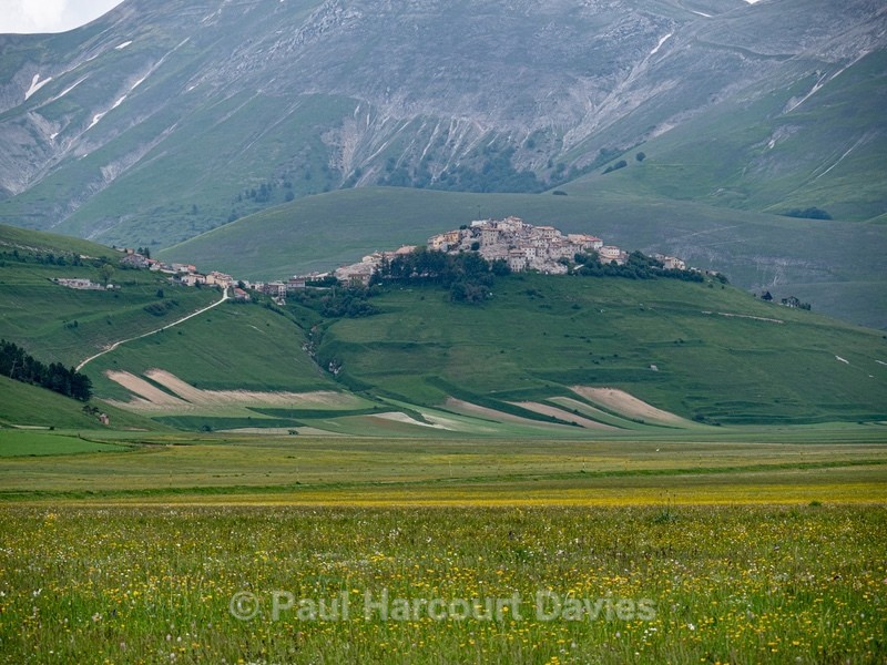 Colours of flowers on the Piano Grande, Sibillini - Flowers in the Landscape - 2