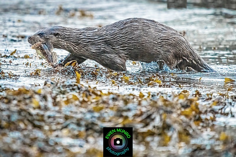 DO-07-Oban Bay, Argyll - 'DRATSIE' (AKA Otters)