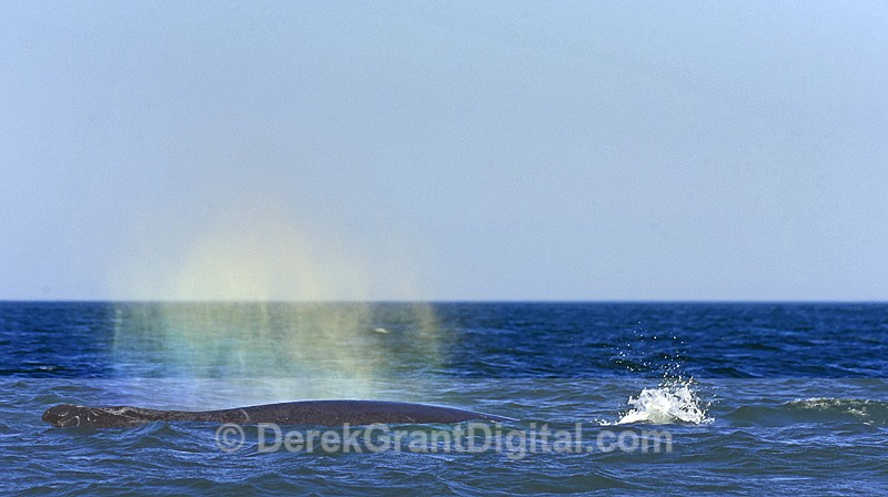 Whale Blow Humpback Whale Megaptera novaeangliae - Whales / Sea Mammals