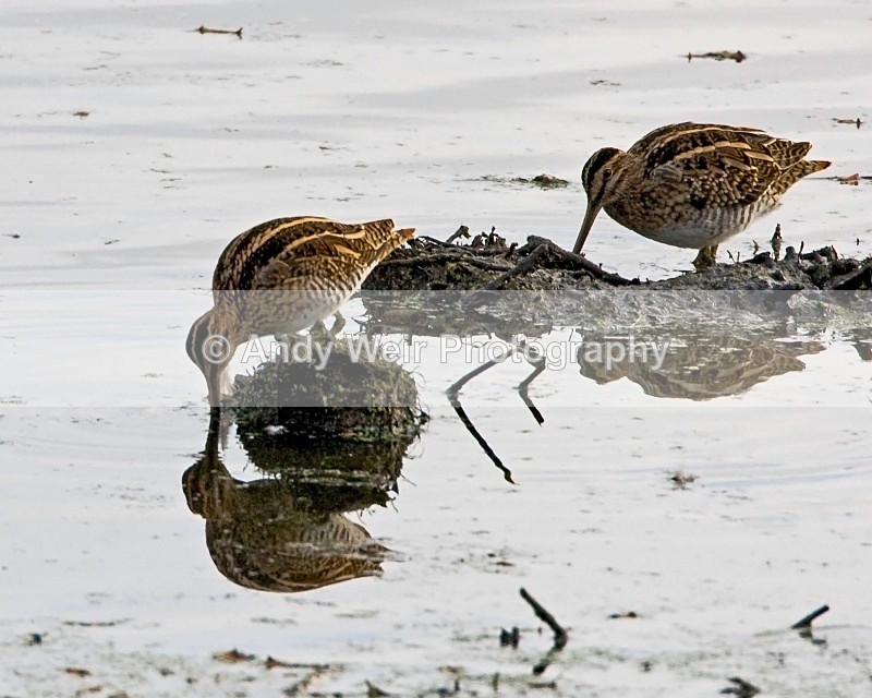 20091017-015 - Common Snipe