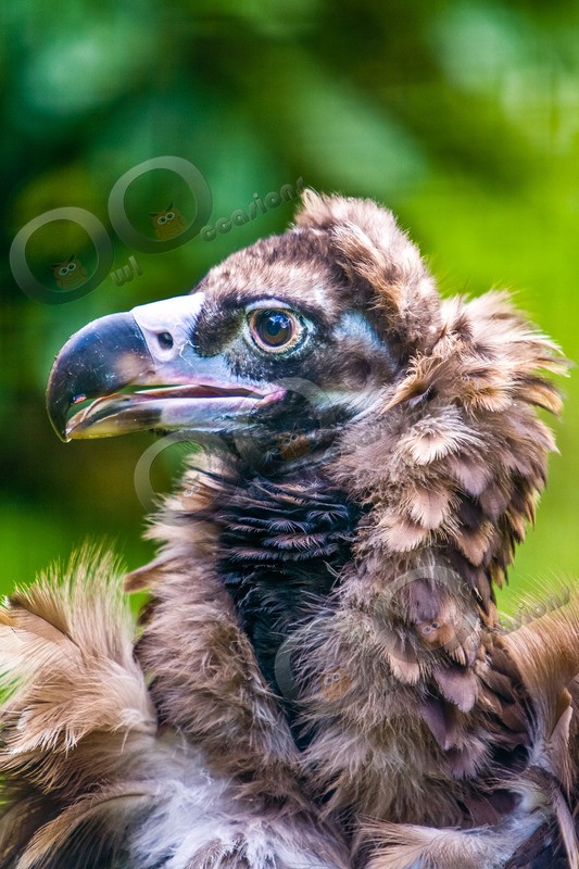 Cinereous vulture Aegypius monachus-7990 - BoP from around the world