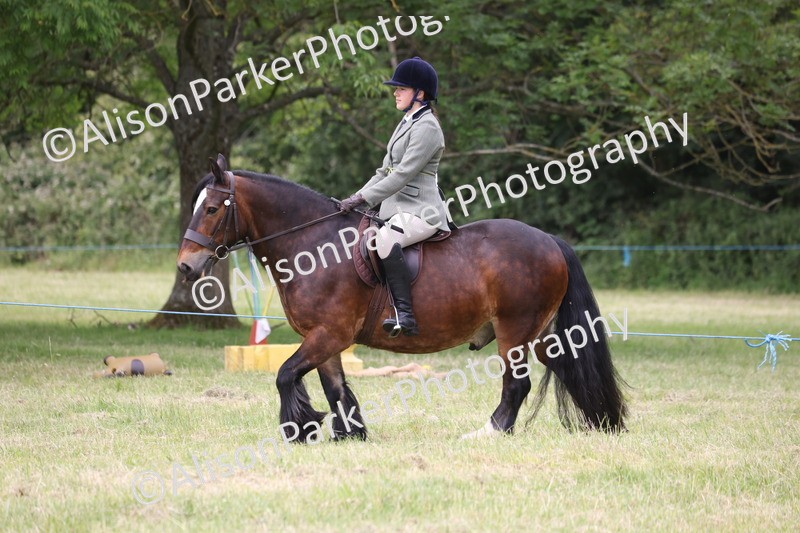 20260614-3153 - Class 22 - Open Working Hunter