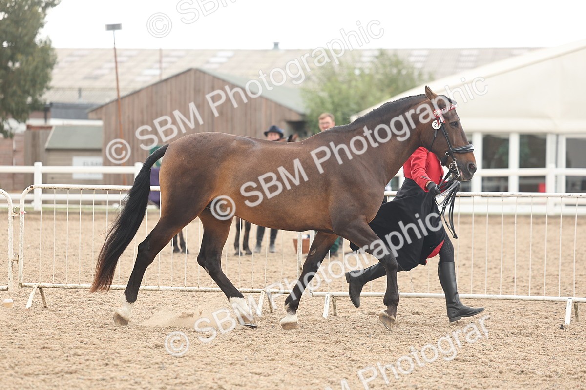 SBM_07632 - Class 26 - IH Foreign Breeds - Part Bred