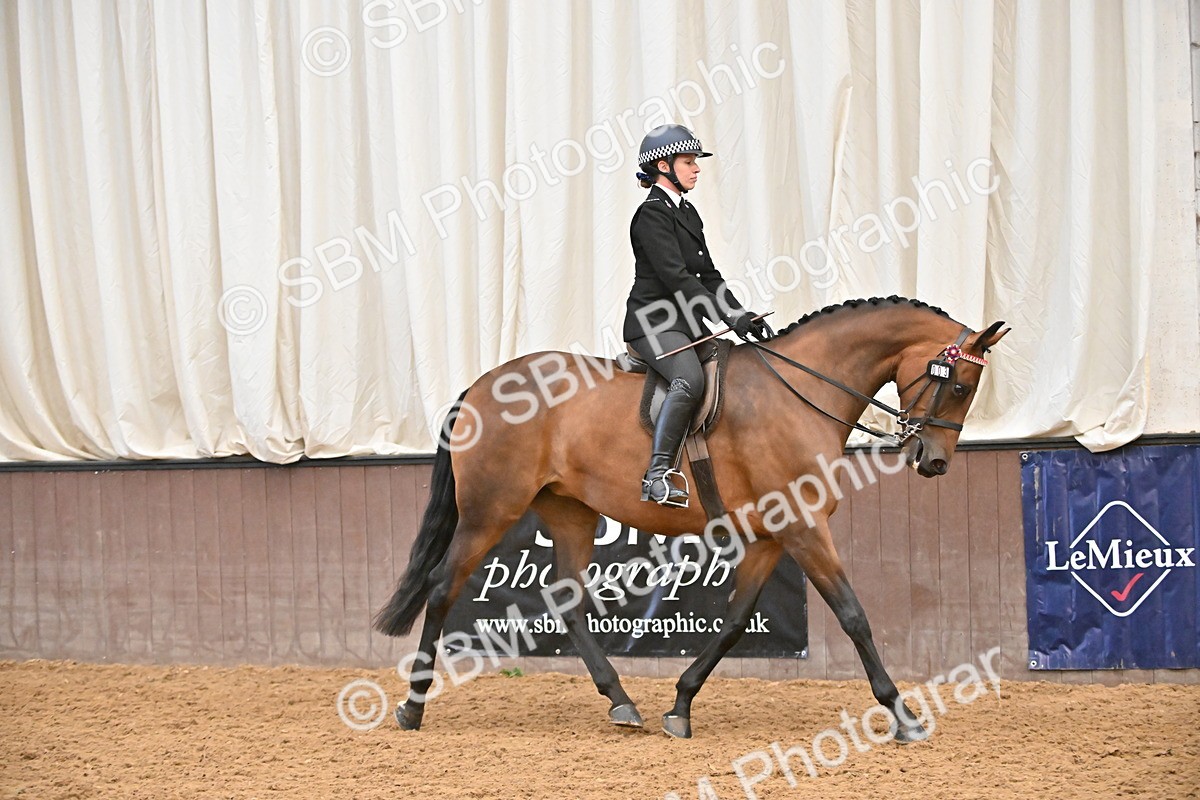 SBM_002330 - Class 22 - BSHA Ridden Hack & Riding Horse