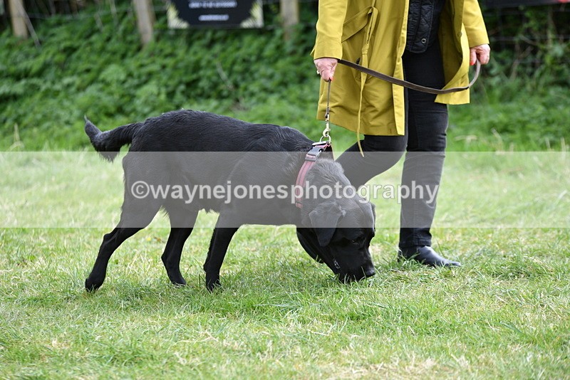 WJ5_9527 - Class 3 Most Handsome Dog