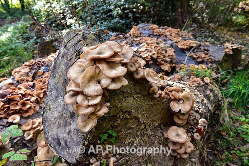 Fungus_ACP_8452 - Fungi