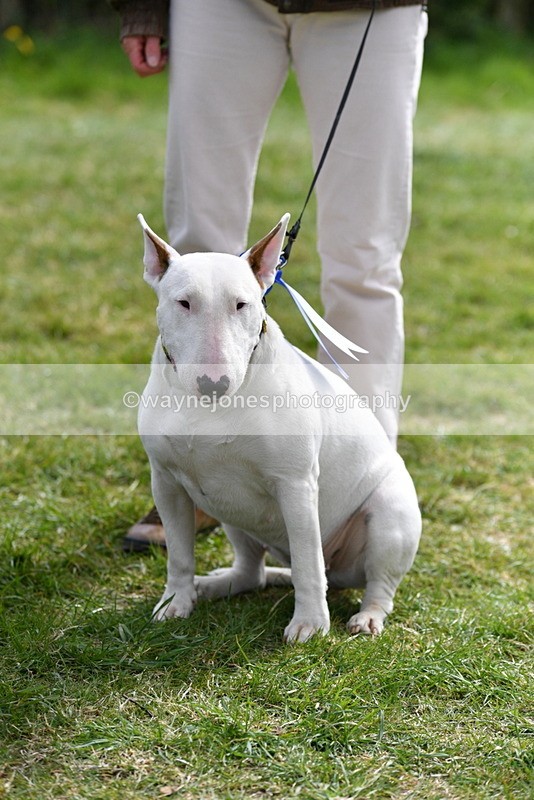 WJ5_0669 - Class 7 Best Terrier