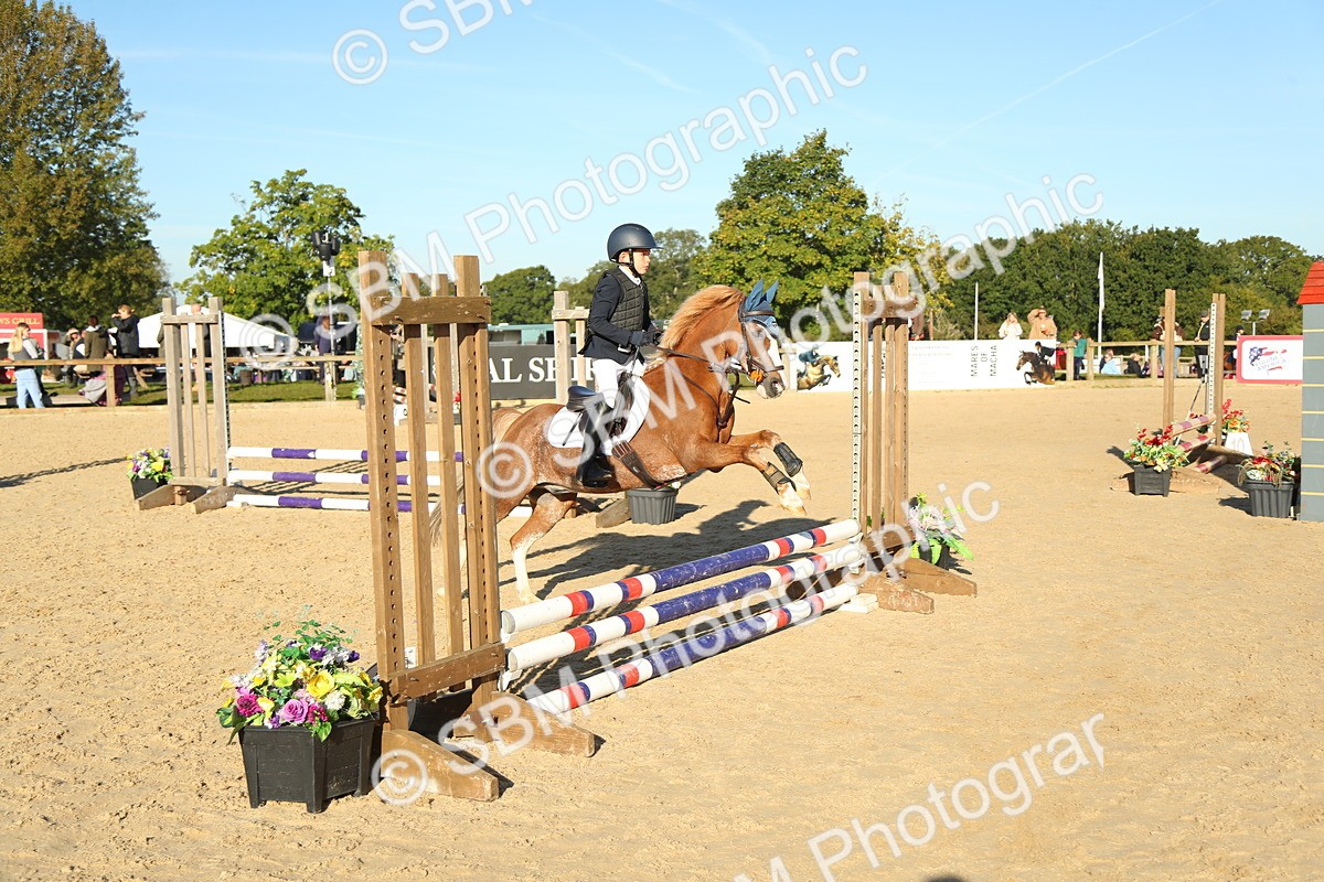 SBM_35001 - J5 - Junior Pony 50cm Championship