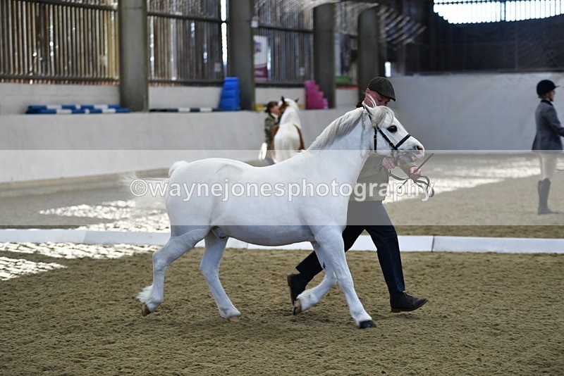 WJ5_3653 - Class 5 In Hand Veterans