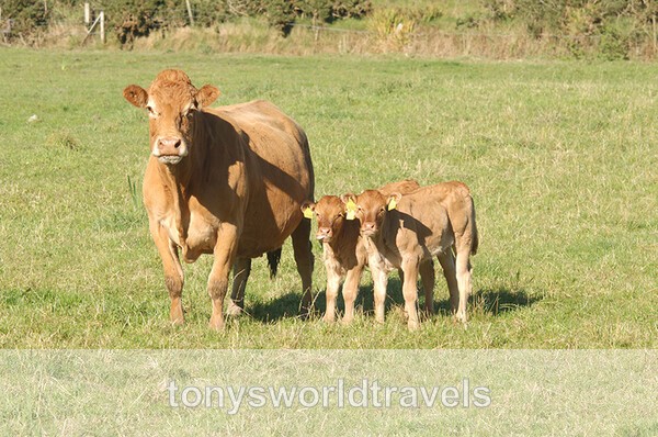 Mother with Calves, Ireland - IRISH FARM ANIMALS