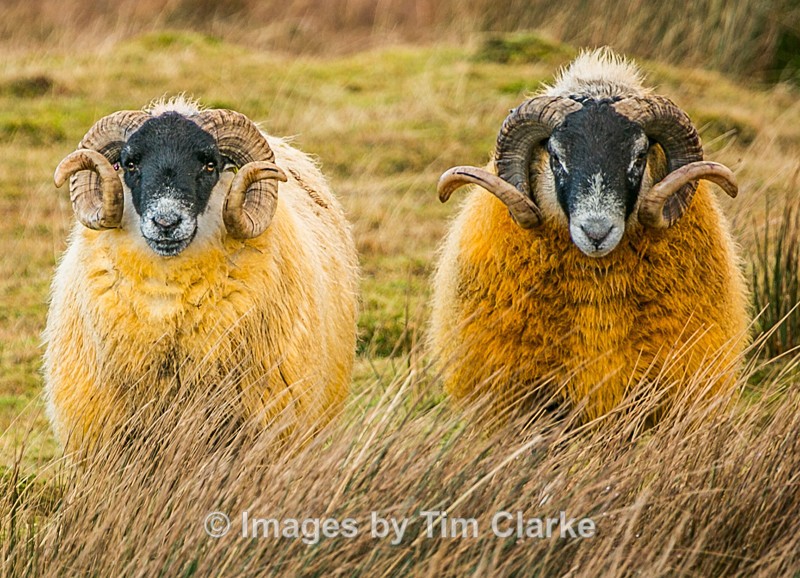 Swaledale Rams 6532352 - Wildlife
