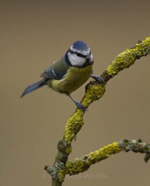 BLUE TIT REF BT 4 - THE BLUE TIT