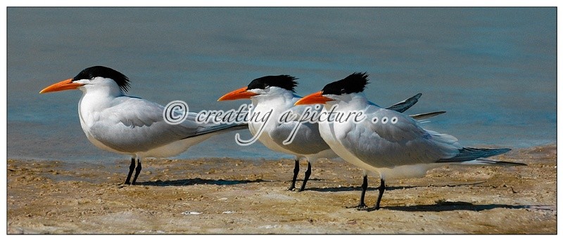 Three Royal Terns - Nature