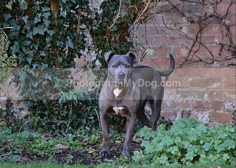  - American Staffordshire Terrier