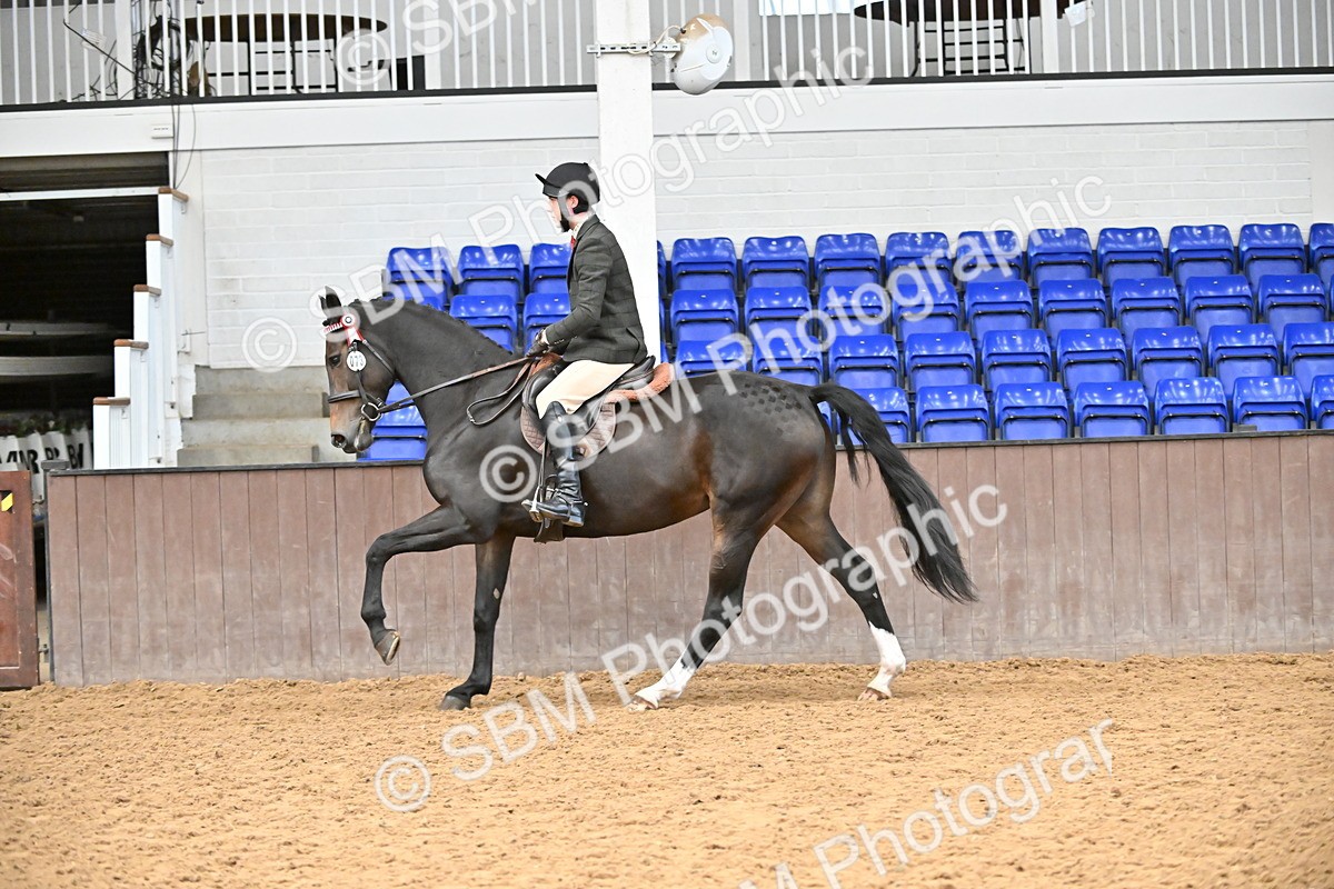 SBM_001468 - Class 19,20 - Ridden Native, Foreign Breeds & Warmbloods