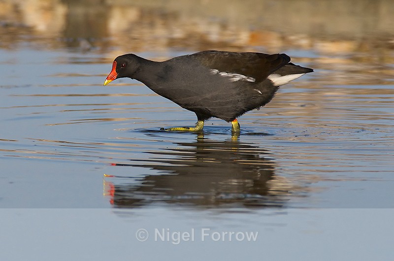 Moorhen - Moorhen