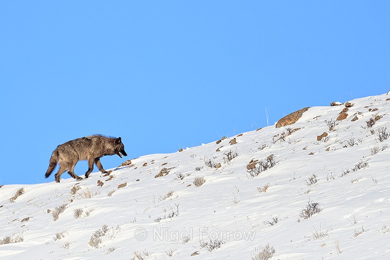 Wolf walking up snow slope, Yellowstone National Park - Wolf
