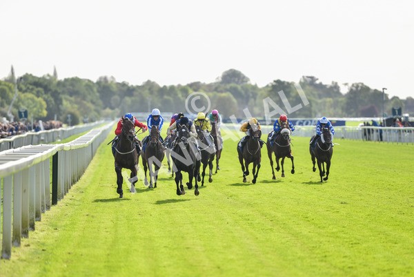 141023-Race 1-Purosangue-0520 - Race 1 1.15pm Coral Rockingham Stakes