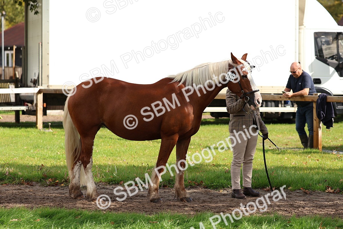 SBM_39421 - S24 - Young Veteran In Hand