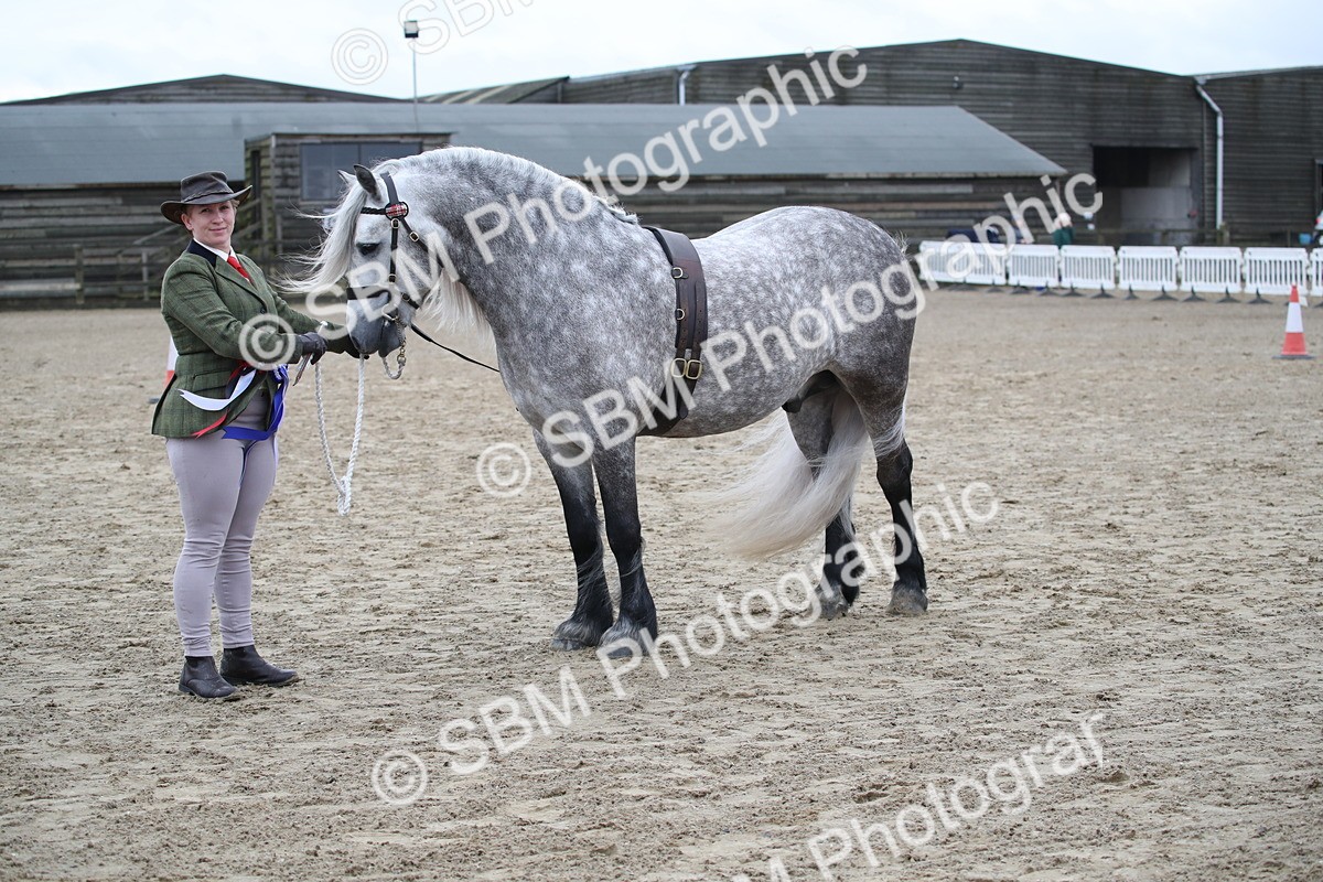 SBM_004125 - Class 1-4 - Young Stock classes Inc. In Hand Championship