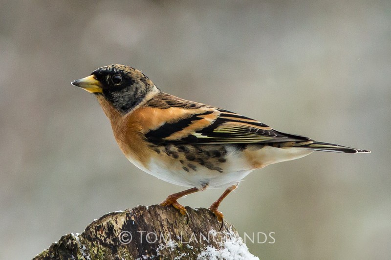 Brambling - All Other Birds