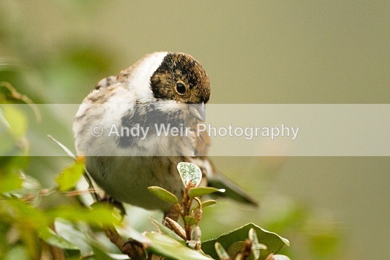 20120205-_MG_8519 - Buntings