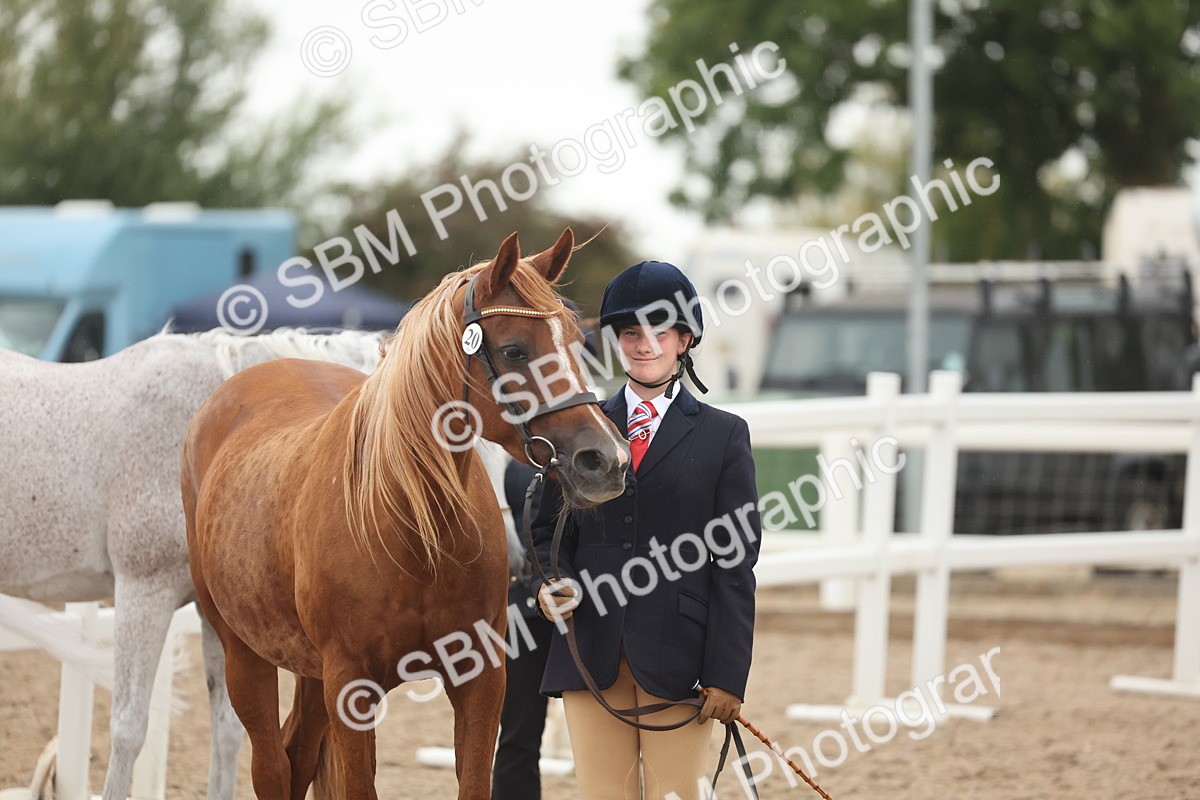 SBM_19395 - Class 317 - IH Pure Bred Horse-Pony