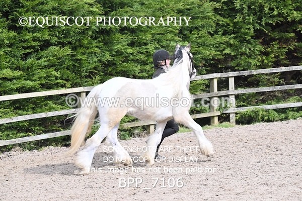 BPP_7106 - RING 1  (RIDDEN HORSES / IN HAND / VETERAN ETC)