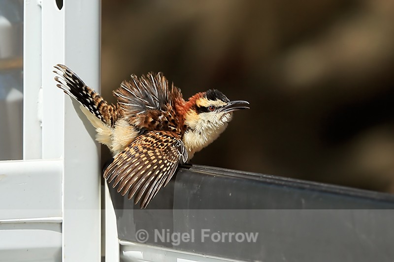 Rufous-backed Wren sunning itself, Rio Tarcoles, Costa Rica - Rufous-backed Wren