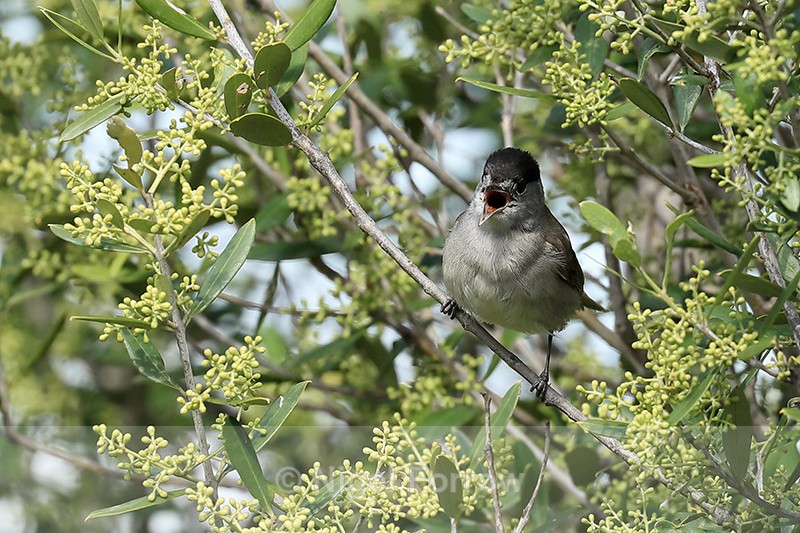 Blackcap (male) singing, Rock of Gibraltar - Eurasian Blackcap