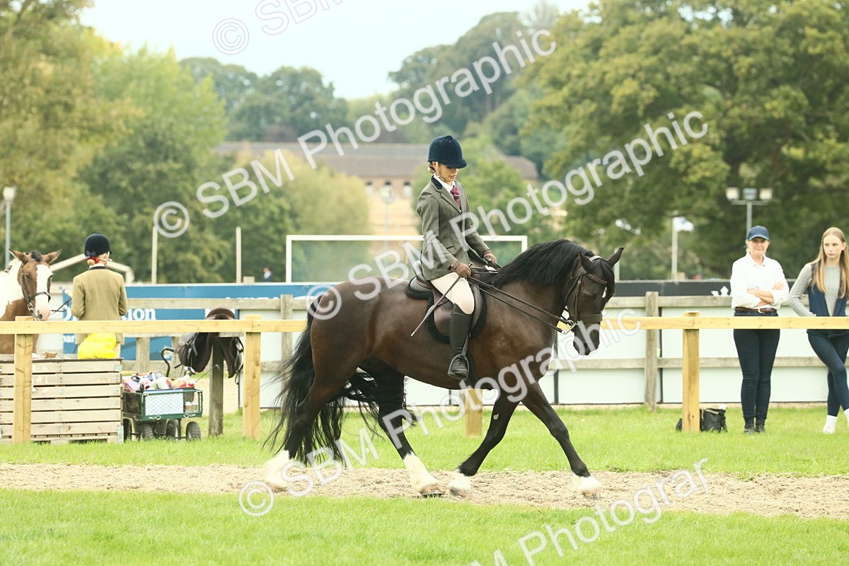 SBM_72156 - S60 - Mountain & Moorland Ridden Large Breeds