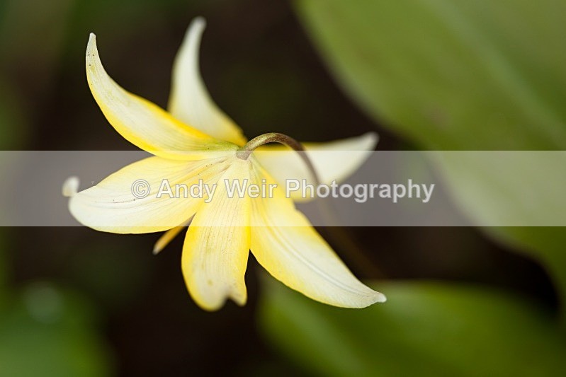 20120406-_MG_9454 - Plants & Flowers