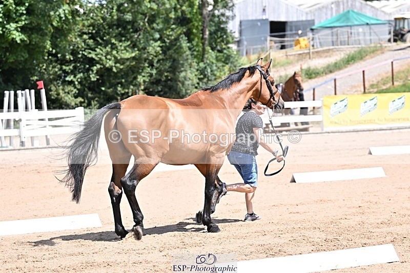 250716-123829-00080 - Trot Up 12.30 to 1.30