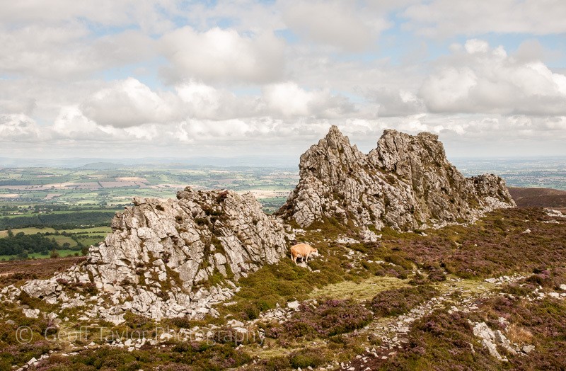Devil's Chair and cattle 1 - Stiperstones