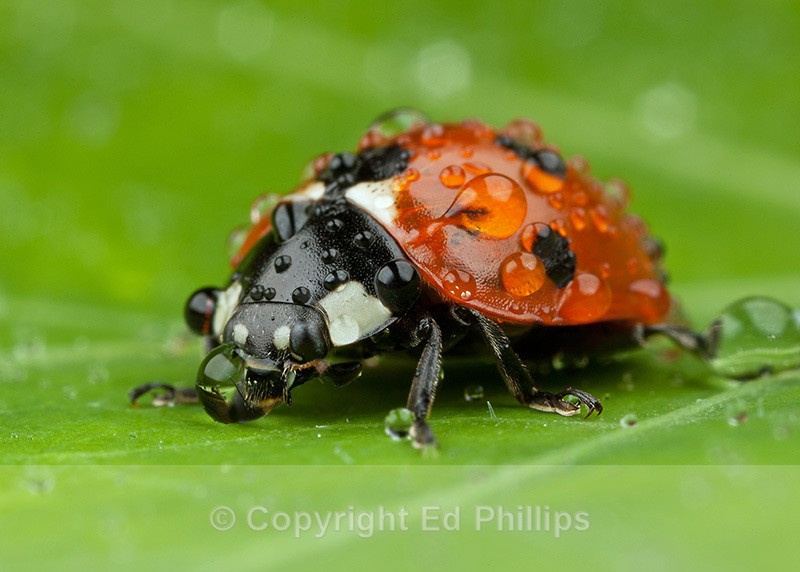 7-Spot Ladybird - Coccinella septempunctata (7-spot Ladybird)