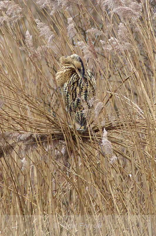 Bittern preening at Hatch Pond, Poole - Bittern