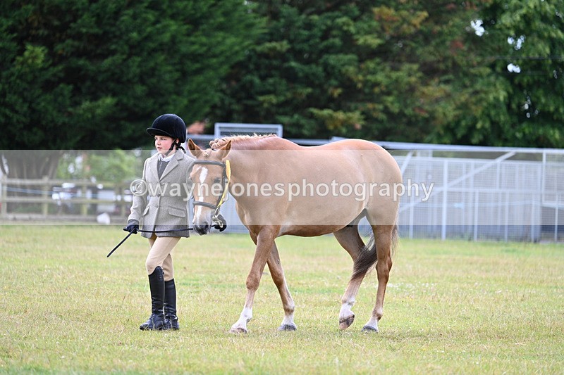 WJ7_6783 - Class 5 Handsome Gelding in hand